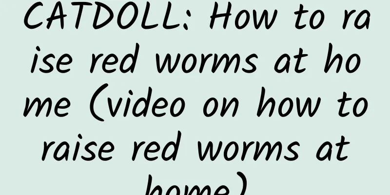 CATDOLL: How to raise red worms at home (video on how to raise red worms at home)
