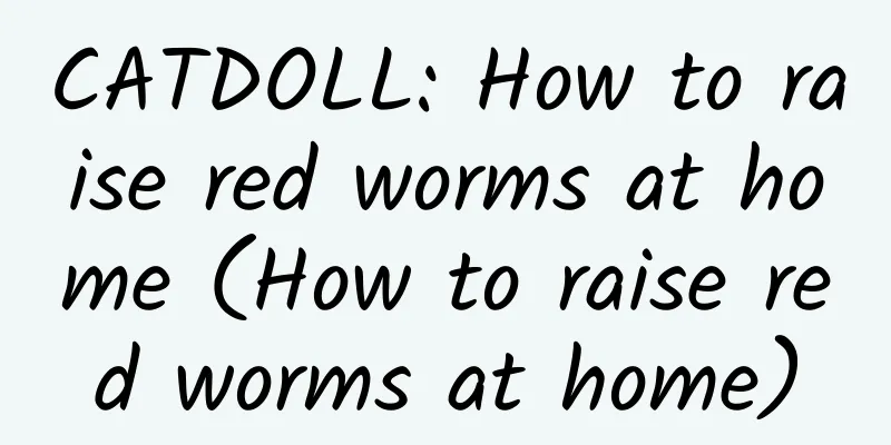 CATDOLL: How to raise red worms at home (How to raise red worms at home)