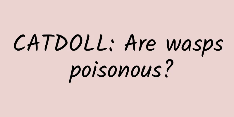 CATDOLL: Are wasps poisonous?