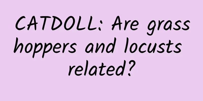 CATDOLL: Are grasshoppers and locusts related?