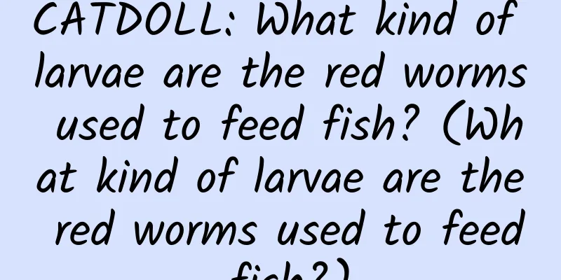 CATDOLL: What kind of larvae are the red worms used to feed fish? (What kind of larvae are the red worms used to feed fish?)