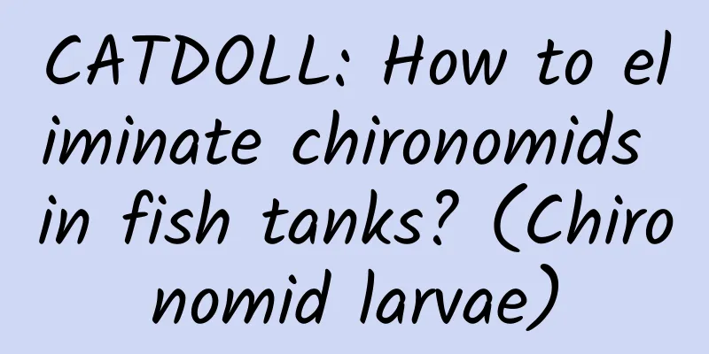 CATDOLL: How to eliminate chironomids in fish tanks? (Chironomid larvae)