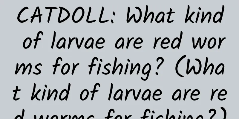 CATDOLL: What kind of larvae are red worms for fishing? (What kind of larvae are red worms for fishing?)
