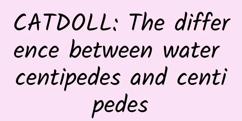 CATDOLL: The difference between water centipedes and centipedes