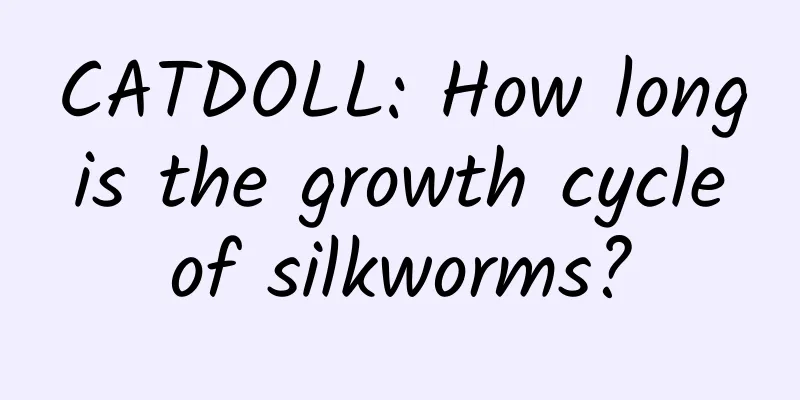 CATDOLL: How long is the growth cycle of silkworms?