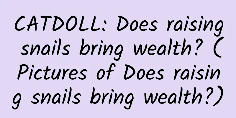CATDOLL: Does raising snails bring wealth? (Pictures of Does raising snails bring wealth?)