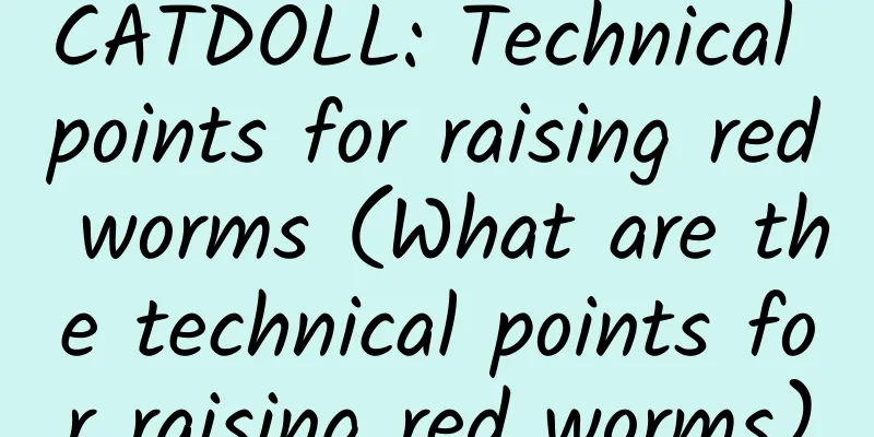 CATDOLL: Technical points for raising red worms (What are the technical points for raising red worms)