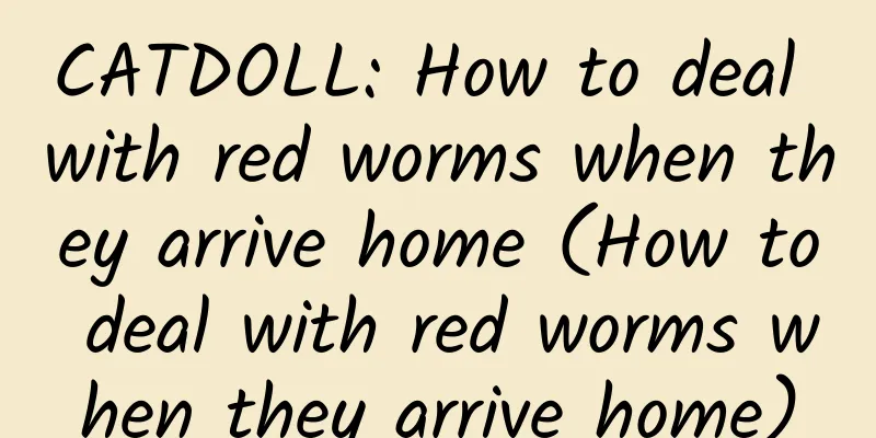 CATDOLL: How to deal with red worms when they arrive home (How to deal with red worms when they arrive home)