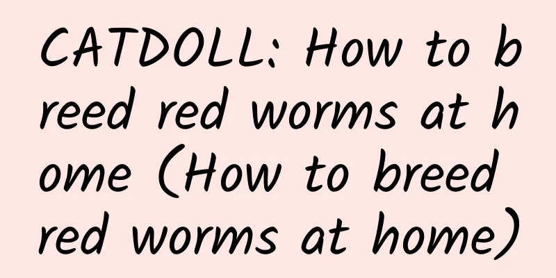 CATDOLL: How to breed red worms at home (How to breed red worms at home)