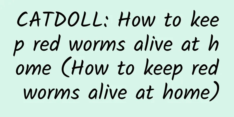 CATDOLL: How to keep red worms alive at home (How to keep red worms alive at home)