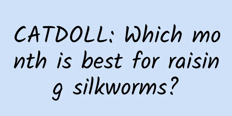 CATDOLL: Which month is best for raising silkworms?
