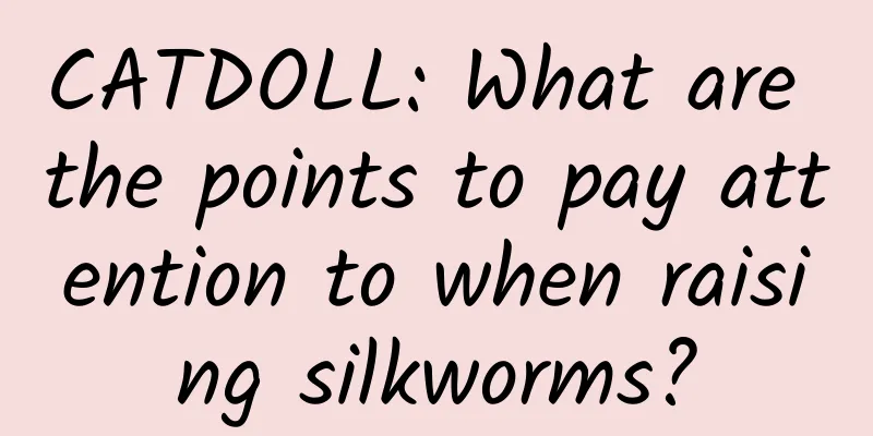 CATDOLL: What are the points to pay attention to when raising silkworms?