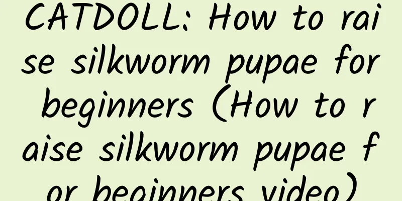 CATDOLL: How to raise silkworm pupae for beginners (How to raise silkworm pupae for beginners video)
