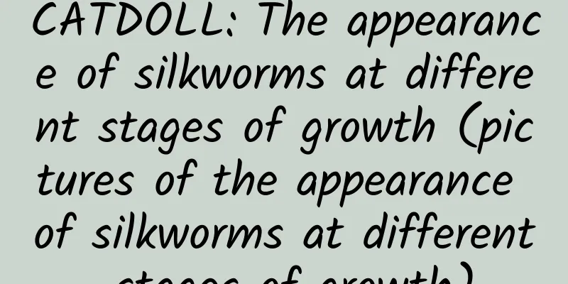 CATDOLL: The appearance of silkworms at different stages of growth (pictures of the appearance of silkworms at different stages of growth)