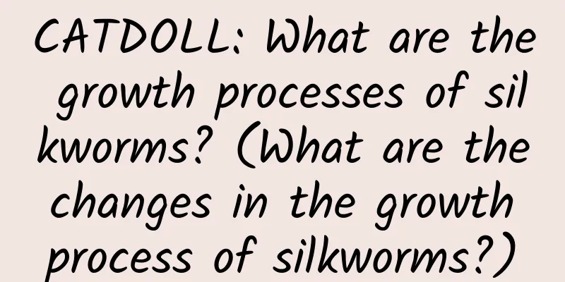 CATDOLL: What are the growth processes of silkworms? (What are the changes in the growth process of silkworms?)