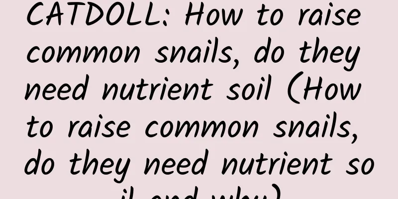 CATDOLL: How to raise common snails, do they need nutrient soil (How to raise common snails, do they need nutrient soil and why)