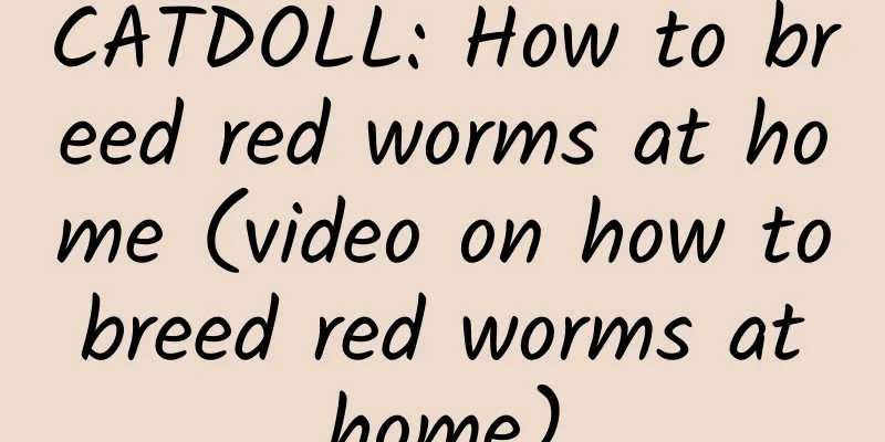 CATDOLL: How to breed red worms at home (video on how to breed red worms at home)
