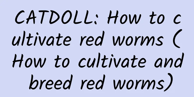CATDOLL: How to cultivate red worms (How to cultivate and breed red worms)