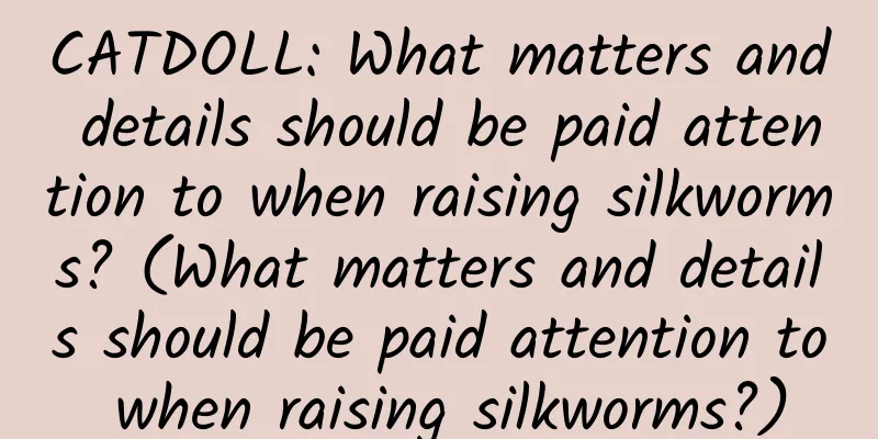 CATDOLL: What matters and details should be paid attention to when raising silkworms? (What matters and details should be paid attention to when raising silkworms?)