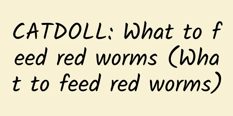 CATDOLL: What to feed red worms (What to feed red worms)