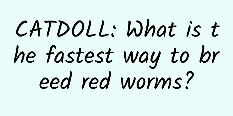 CATDOLL: What is the fastest way to breed red worms?