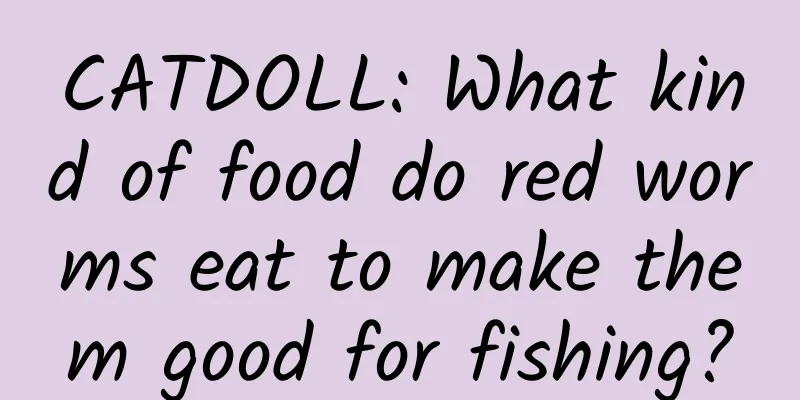 CATDOLL: What kind of food do red worms eat to make them good for fishing?