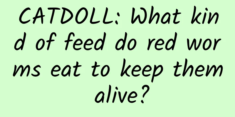 CATDOLL: What kind of feed do red worms eat to keep them alive?