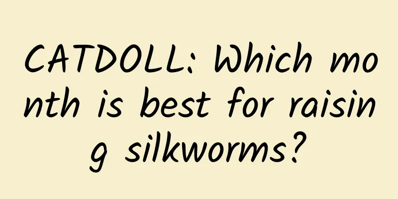 CATDOLL: Which month is best for raising silkworms?