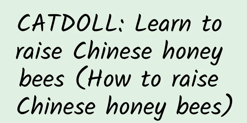 CATDOLL: Learn to raise Chinese honey bees (How to raise Chinese honey bees)