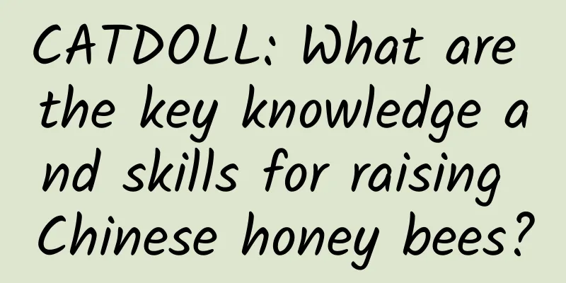CATDOLL: What are the key knowledge and skills for raising Chinese honey bees?
