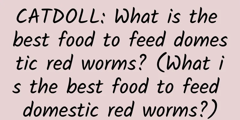CATDOLL: What is the best food to feed domestic red worms? (What is the best food to feed domestic red worms?)