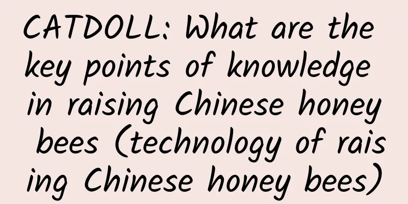CATDOLL: What are the key points of knowledge in raising Chinese honey bees (technology of raising Chinese honey bees)