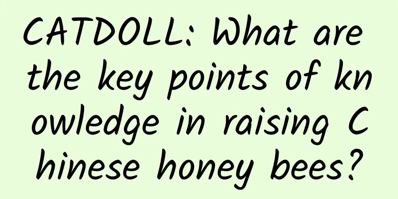 CATDOLL: What are the key points of knowledge in raising Chinese honey bees?