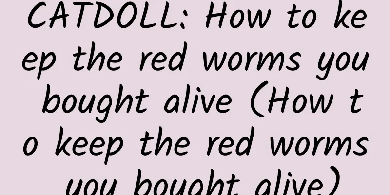 CATDOLL: How to keep the red worms you bought alive (How to keep the red worms you bought alive)