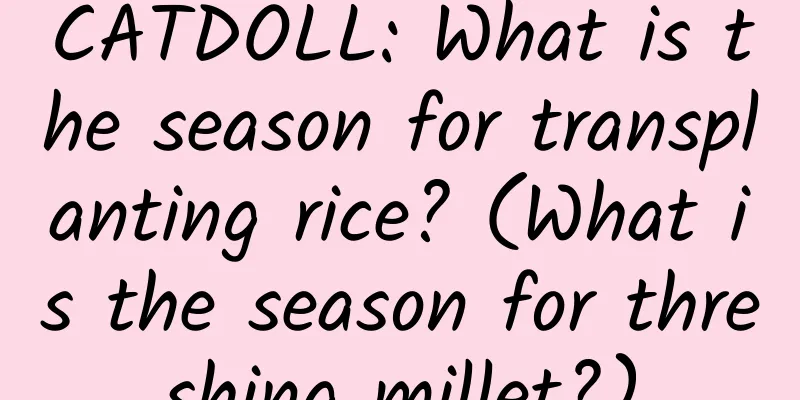 CATDOLL: What is the season for transplanting rice? (What is the season for threshing millet?)