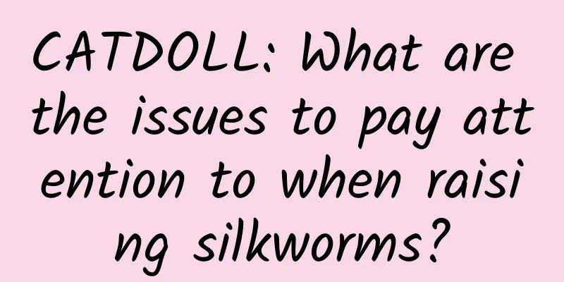 CATDOLL: What are the issues to pay attention to when raising silkworms?