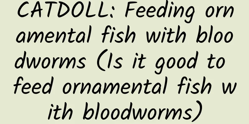 CATDOLL: Feeding ornamental fish with bloodworms (Is it good to feed ornamental fish with bloodworms)