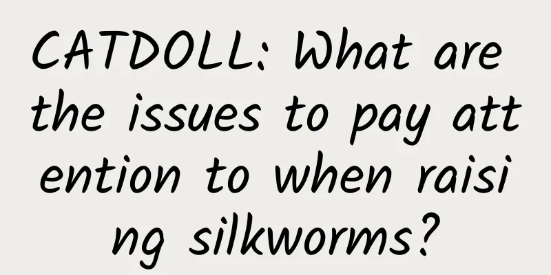 CATDOLL: What are the issues to pay attention to when raising silkworms?