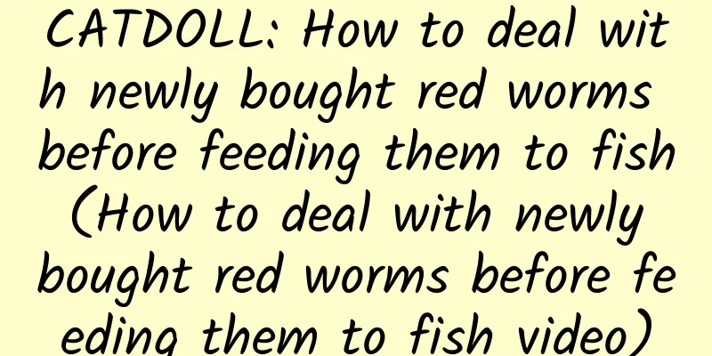 CATDOLL: How to deal with newly bought red worms before feeding them to fish (How to deal with newly bought red worms before feeding them to fish video)