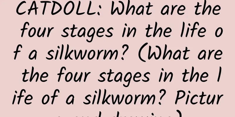 CATDOLL: What are the four stages in the life of a silkworm? (What are the four stages in the life of a silkworm? Picture and drawing)
