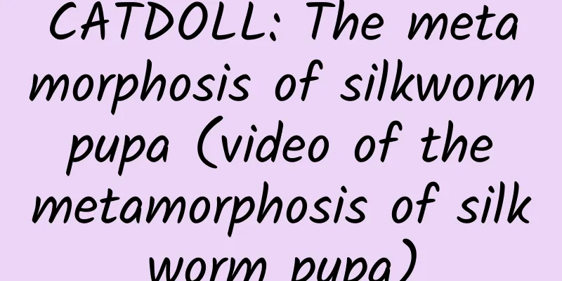 CATDOLL: The metamorphosis of silkworm pupa (video of the metamorphosis of silkworm pupa)