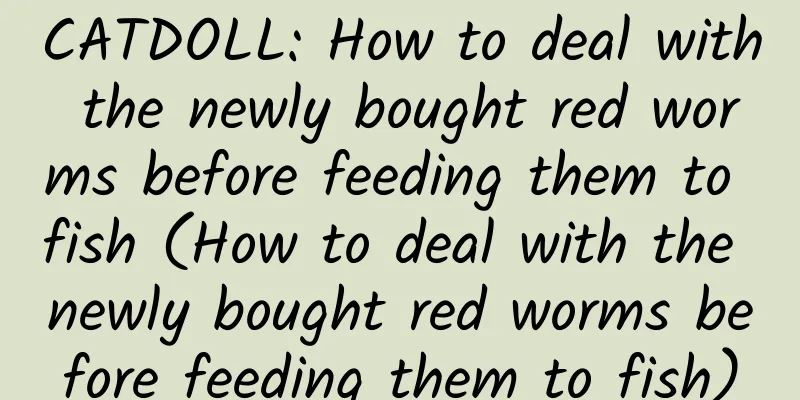 CATDOLL: How to deal with the newly bought red worms before feeding them to fish (How to deal with the newly bought red worms before feeding them to fish)