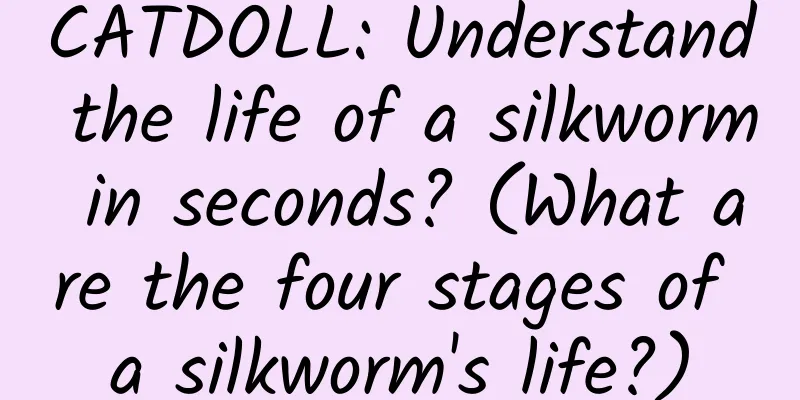 CATDOLL: Understand the life of a silkworm in seconds? (What are the four stages of a silkworm's life?)