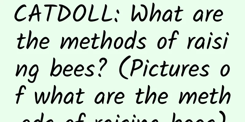 CATDOLL: What are the methods of raising bees? (Pictures of what are the methods of raising bees)