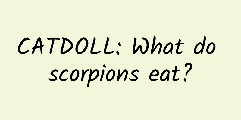 CATDOLL: What do scorpions eat?