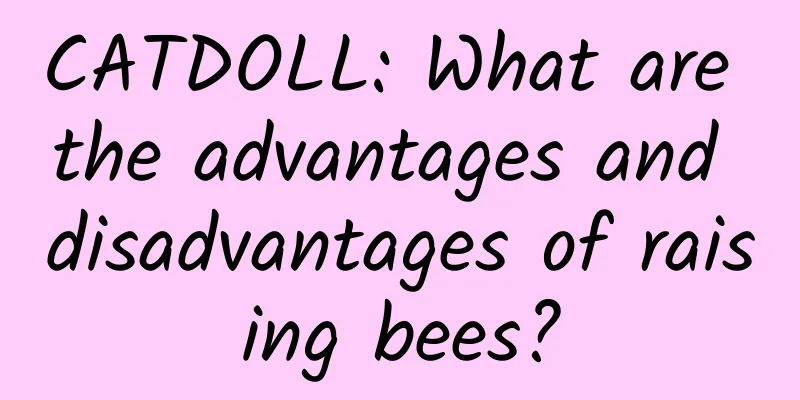 CATDOLL: What are the advantages and disadvantages of raising bees?