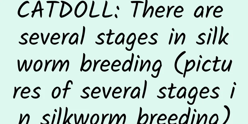 CATDOLL: There are several stages in silkworm breeding (pictures of several stages in silkworm breeding)