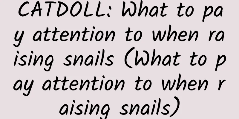 CATDOLL: What to pay attention to when raising snails (What to pay attention to when raising snails)