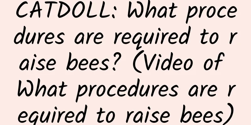 CATDOLL: What procedures are required to raise bees? (Video of What procedures are required to raise bees)