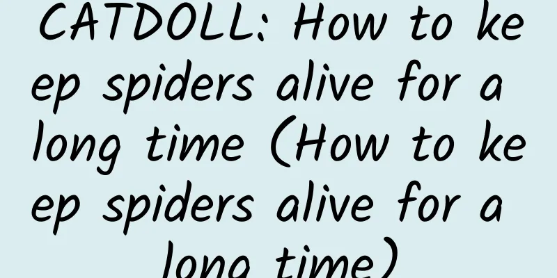 CATDOLL: How to keep spiders alive for a long time (How to keep spiders alive for a long time)